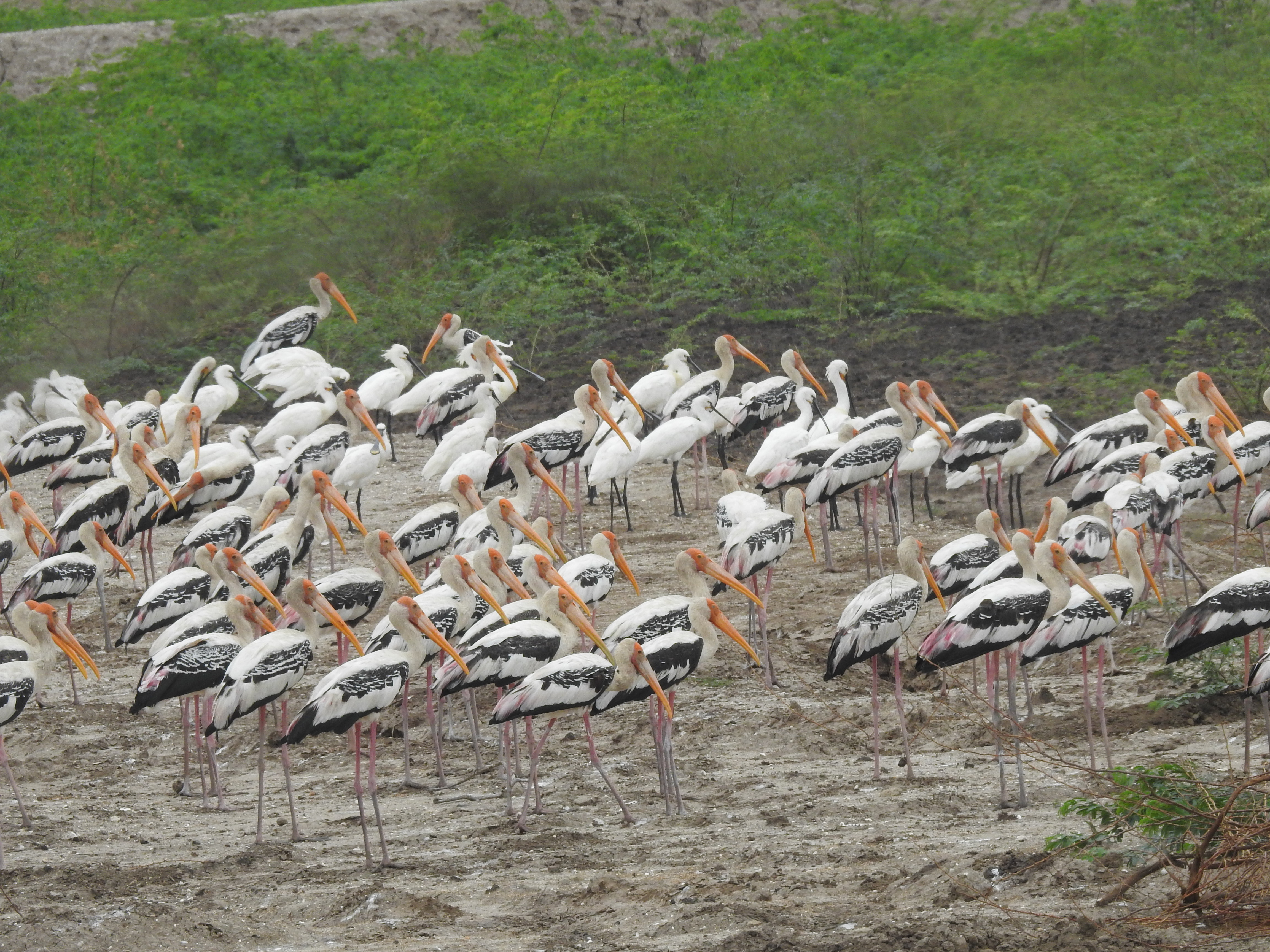 Group of Painted Storks